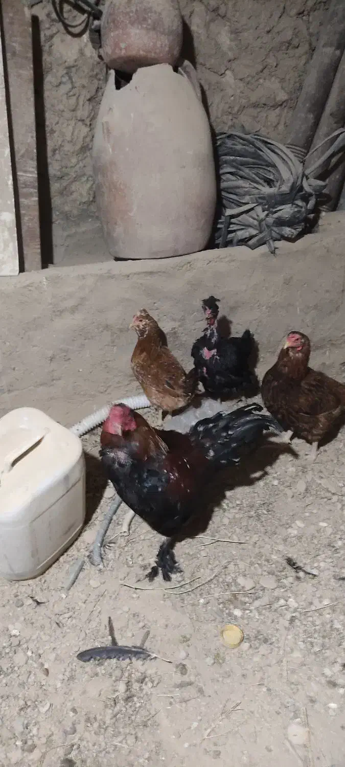 مرغ|حیوانات مزرعه|چنگ الماسی, |دیوار