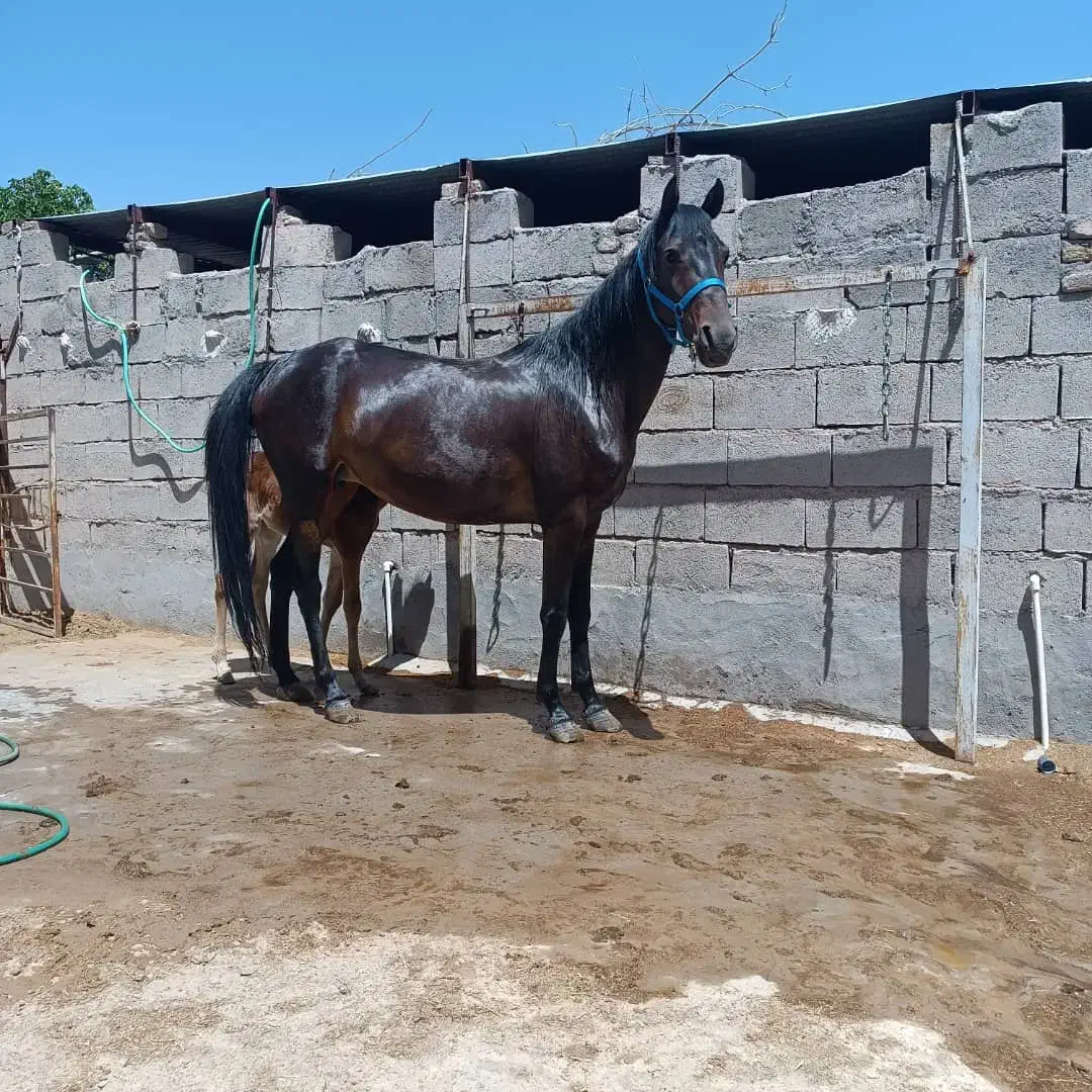 اسب|اسب و تجهیزات اسب‌سواری|بم, |دیوار