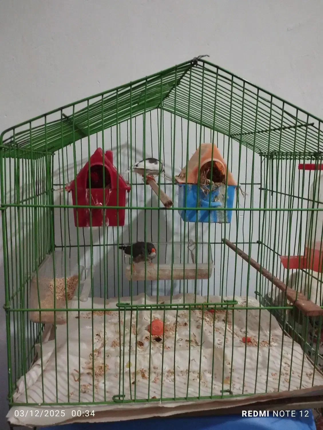 دو عدد فنچ نر ماده|پرنده|مشکیندشت, |دیوار