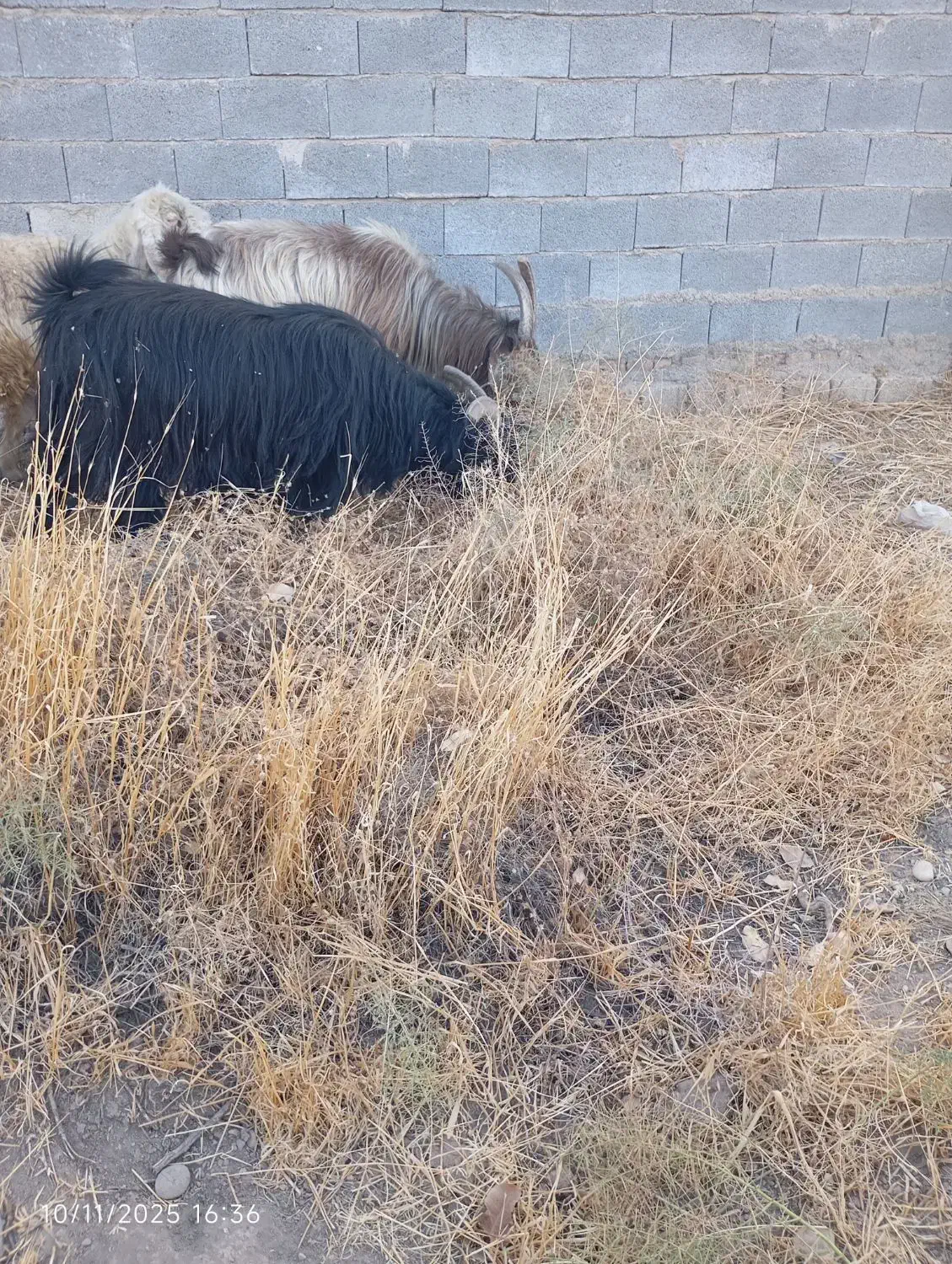 دوتا پازن|حیوانات مزرعه|شیراز, کرونی(خاتونک)|دیوار