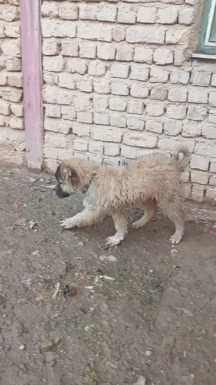 سگ سرابی|سگ|خرمدره, |دیوار