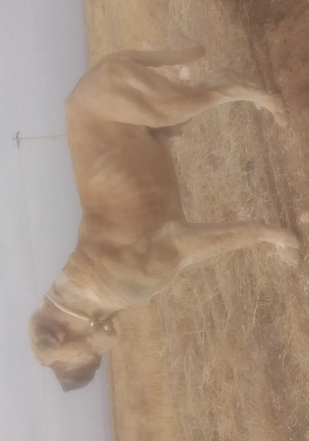 این سگ گم شد|حیوانات|نیشابور, جمهوری|دیوار