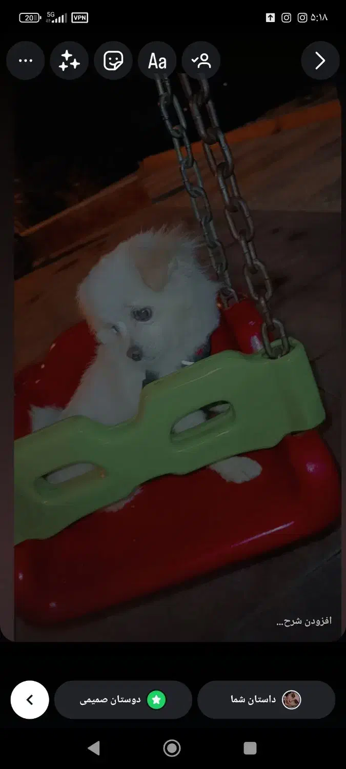 سگ  پامرماده|سگ|گرگان, |دیوار