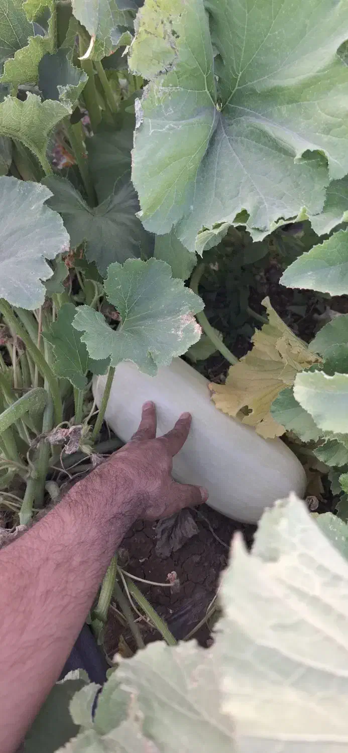 تخمه کدو گوشتی درجه یک بوجاری شده 500 کیلو|خوردنی و آشامیدنی|حسن آباد, |دیوار