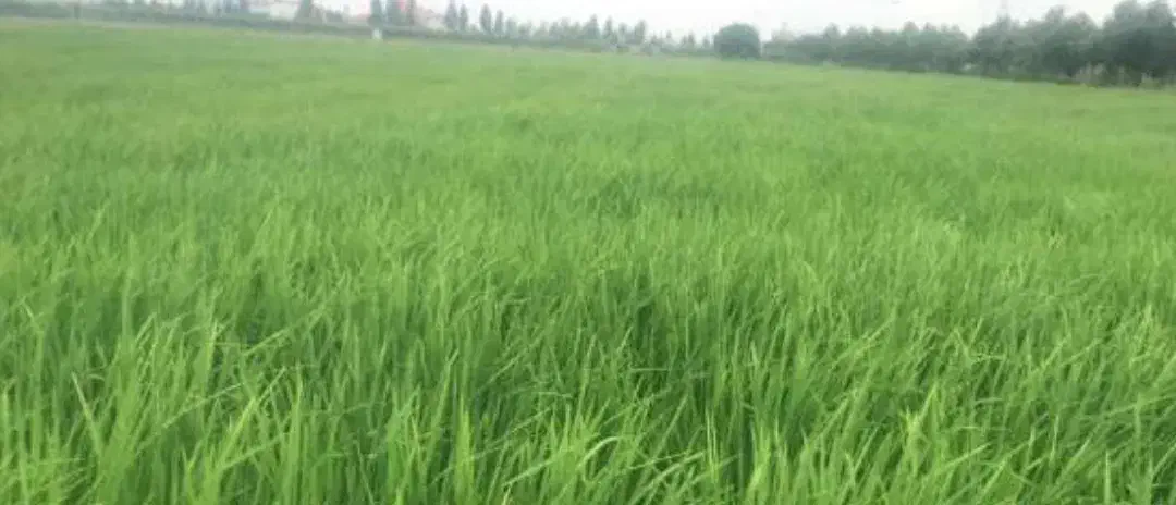 فروش زمین باغ برای لیموترش  وکشت لوبیا و....|فروش زمین و ملک کلنگی|سیمکان, |دیوار