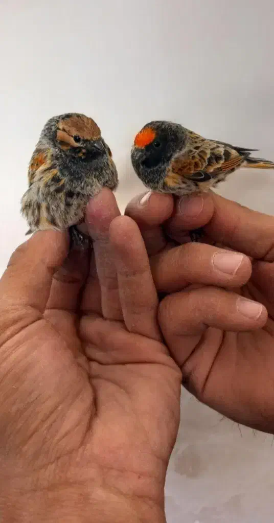 یک جفت گلبسر|پرنده|هرسین, |دیوار