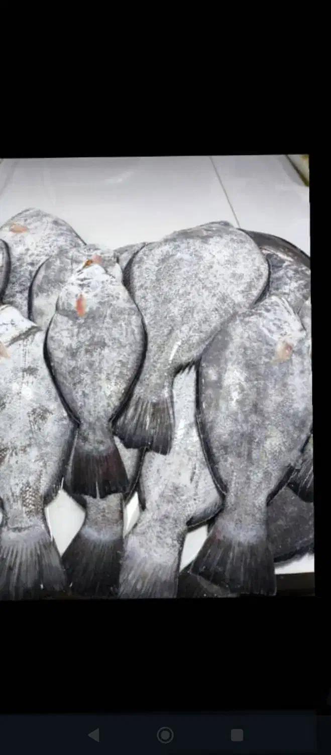 ماهی درجه یک|ماهی|خرمشهر, |دیوار