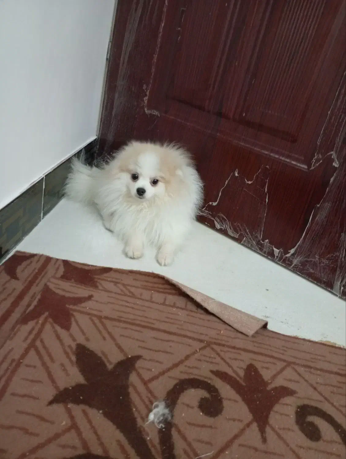 سگ نر نژاد پاور|سگ|بجنورد, |دیوار