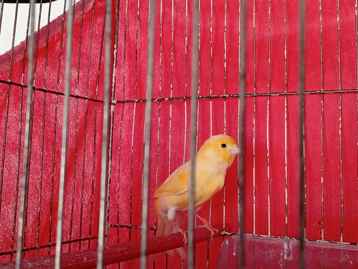 قناری نر|پرنده|خوی, |دیوار