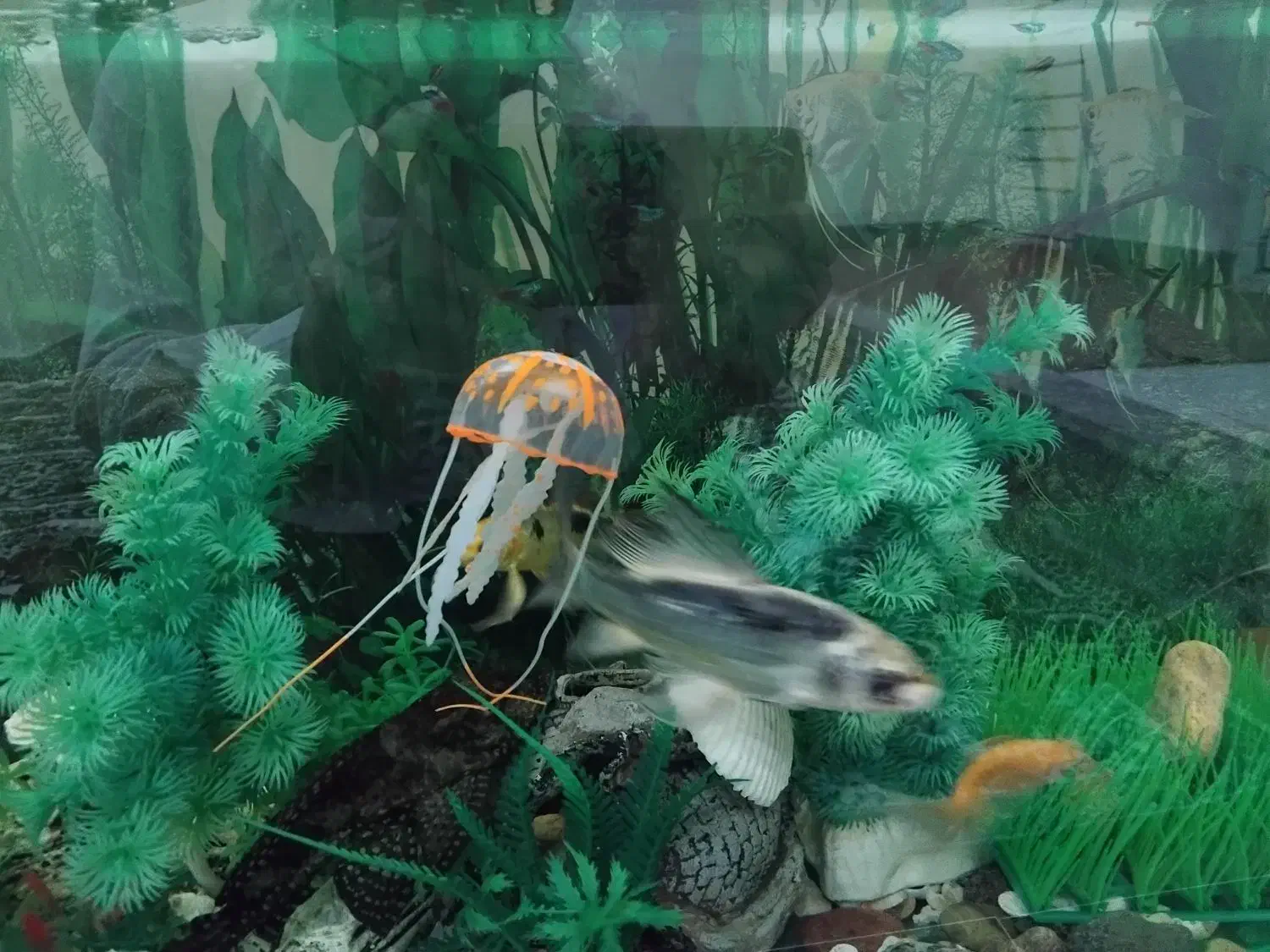 آکواریوم همراه با ماهی و وسایل|ماهی|سقز, |دیوار