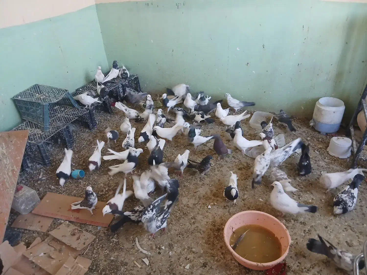 کبوتر|پرنده|خانمیرزا, |دیوار