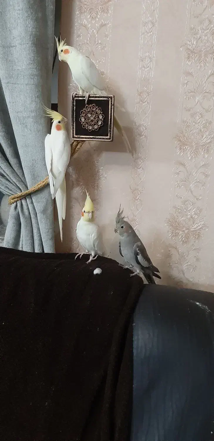 عروس هلندی|پرنده|کوچصفهان, |دیوار