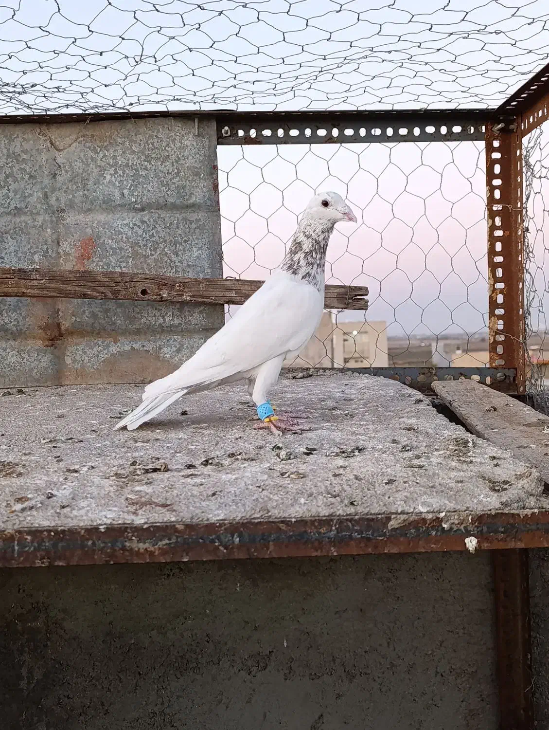 کبوتر پرنده|پرنده|الوند, |دیوار