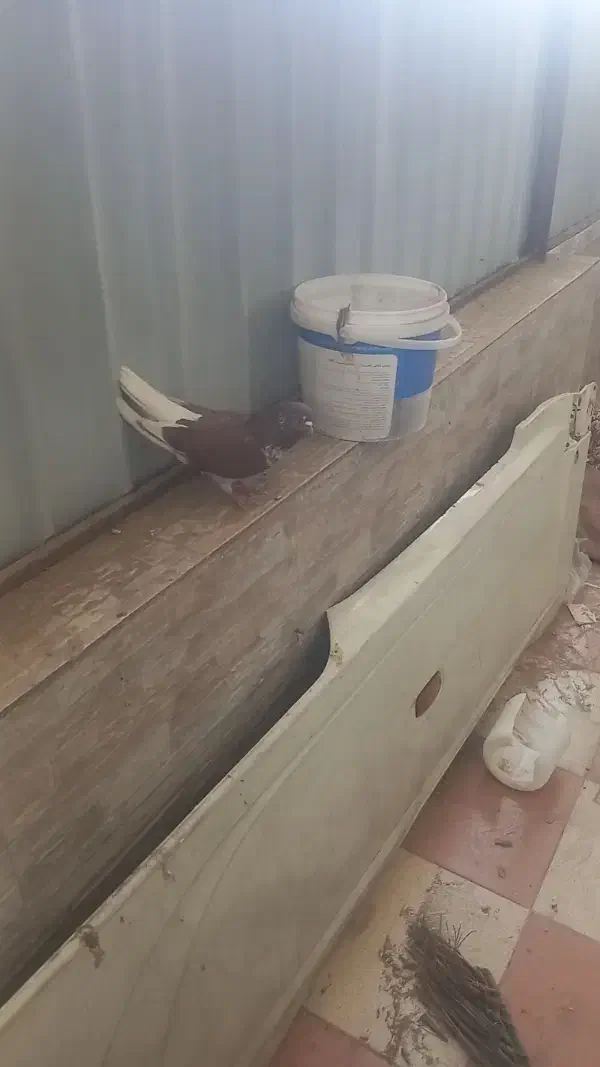 کفتر|پرنده|سیرجان, |دیوار