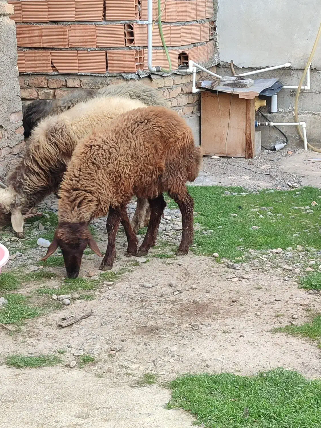 بره ماده|حیوانات مزرعه|سیمین شهر, |دیوار