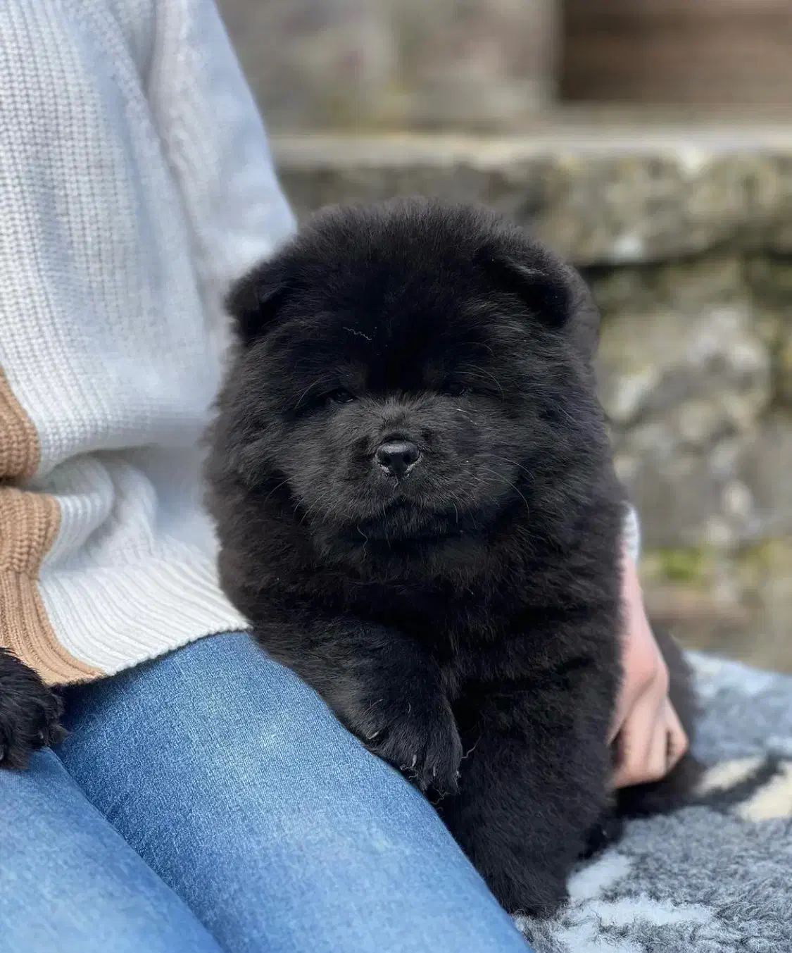 توله چاو چاو مشکی|سگ|تهران, اختیاریه|دیوار