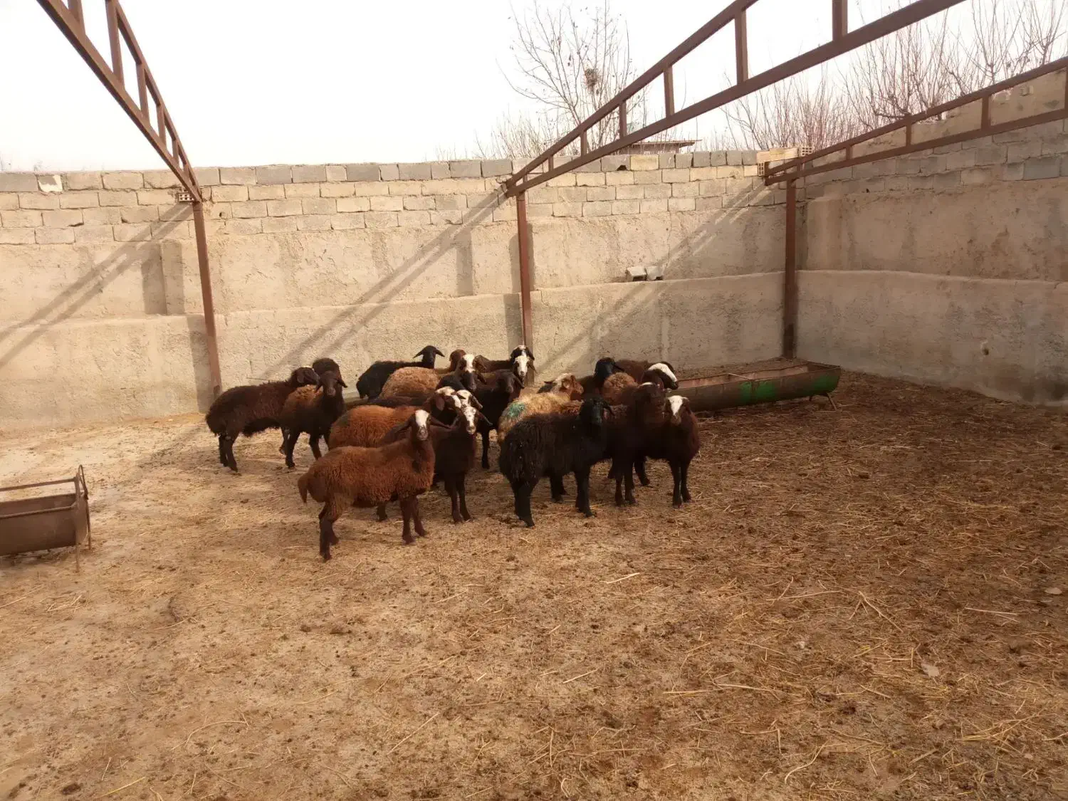 ۲۳عددبره ماده قزل افشار|حیوانات مزرعه|هشتگرد, شهرک راه آهن|دیوار