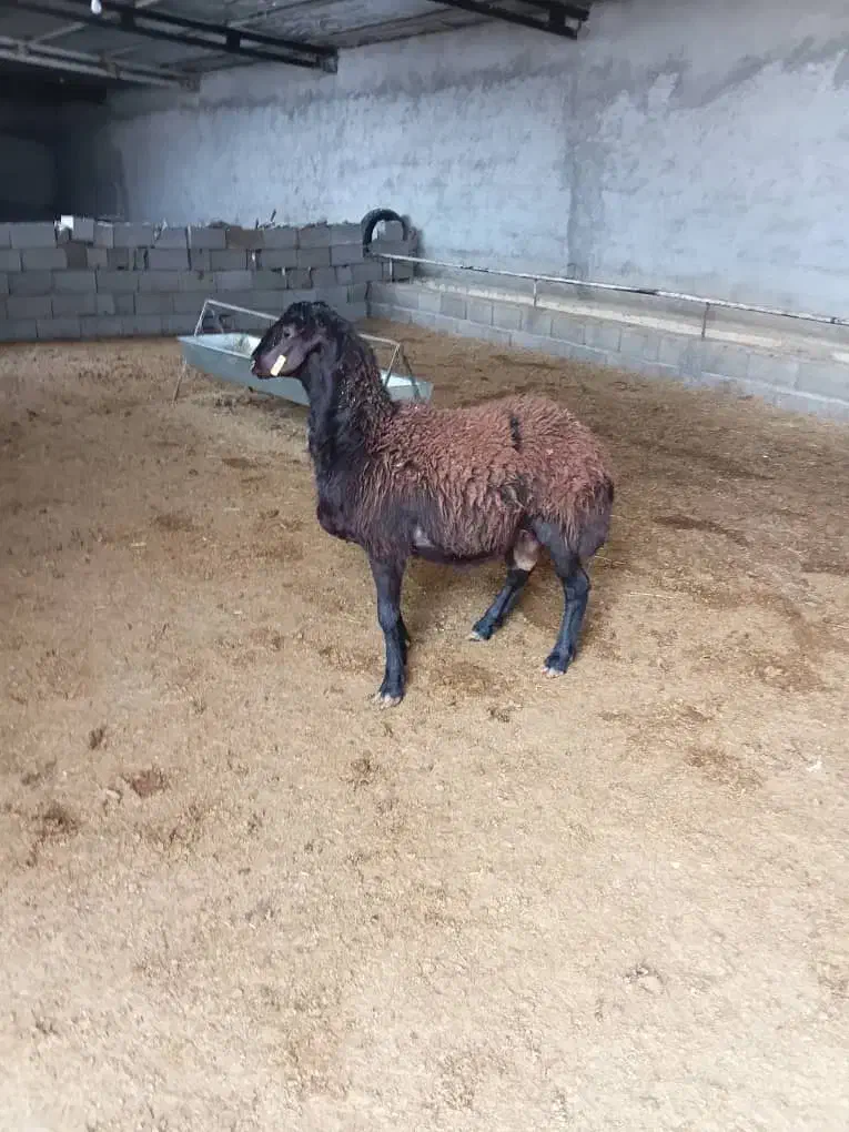 بره قورچی قره قزل داشتی|حیوانات مزرعه|خانمیرزا, |دیوار