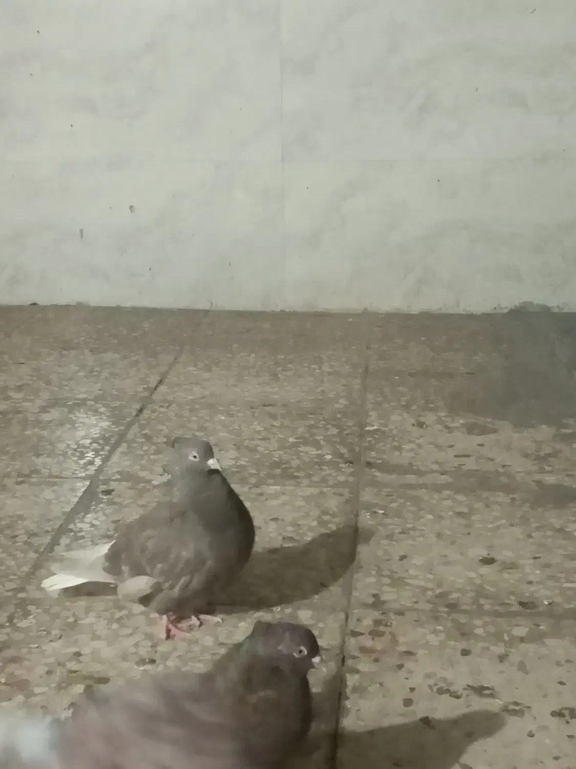 کبوتر رنگی|حیوانات|امیدیه, |دیوار