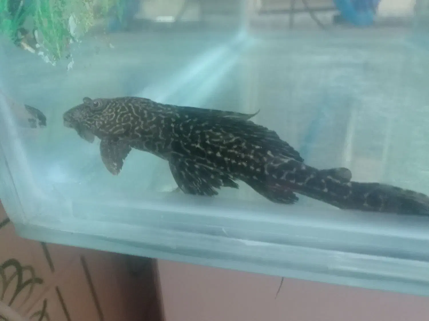 ماهی آکواریومی|ماهی|ایرانشهر, |دیوار