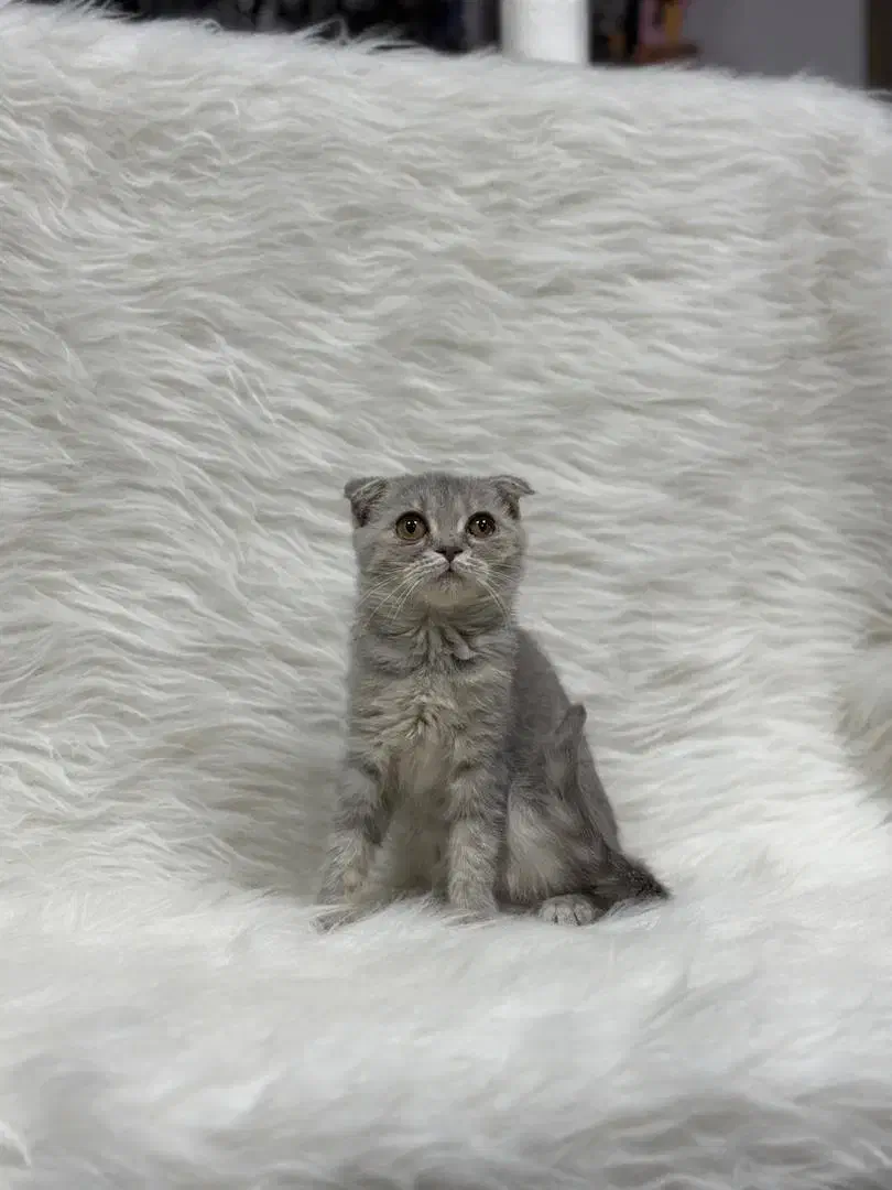 اسکاتیش فولد|گربه|کرمانشاه, |دیوار