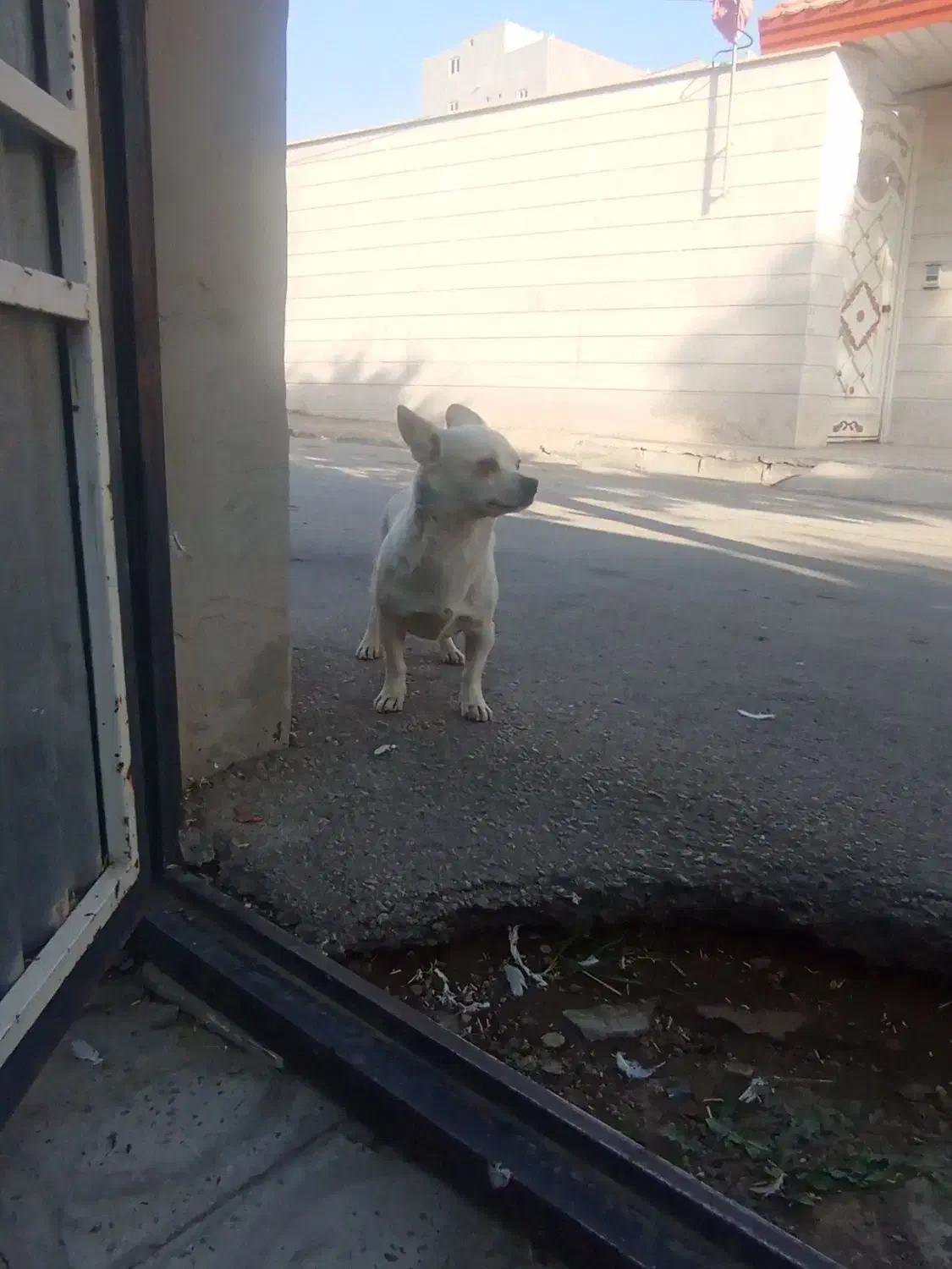 شیوا اشپیتز ماده|سگ|محمدیه-قزوین, |دیوار