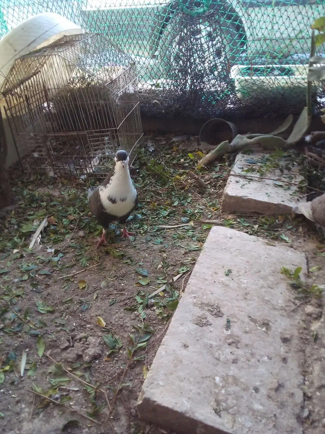 جفت کرواتی|پرنده|خرمشهر, |دیوار