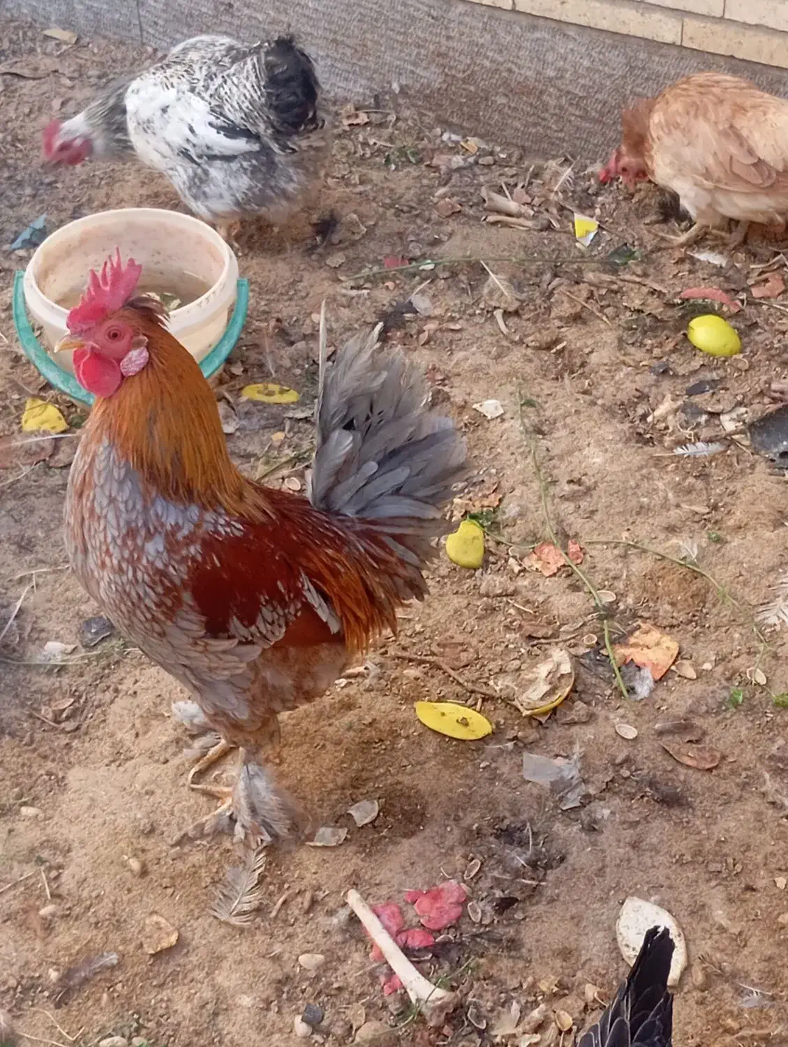 فروش خروس نژاد دارشهربابک|حیوانات مزرعه|شهر بابک, |دیوار