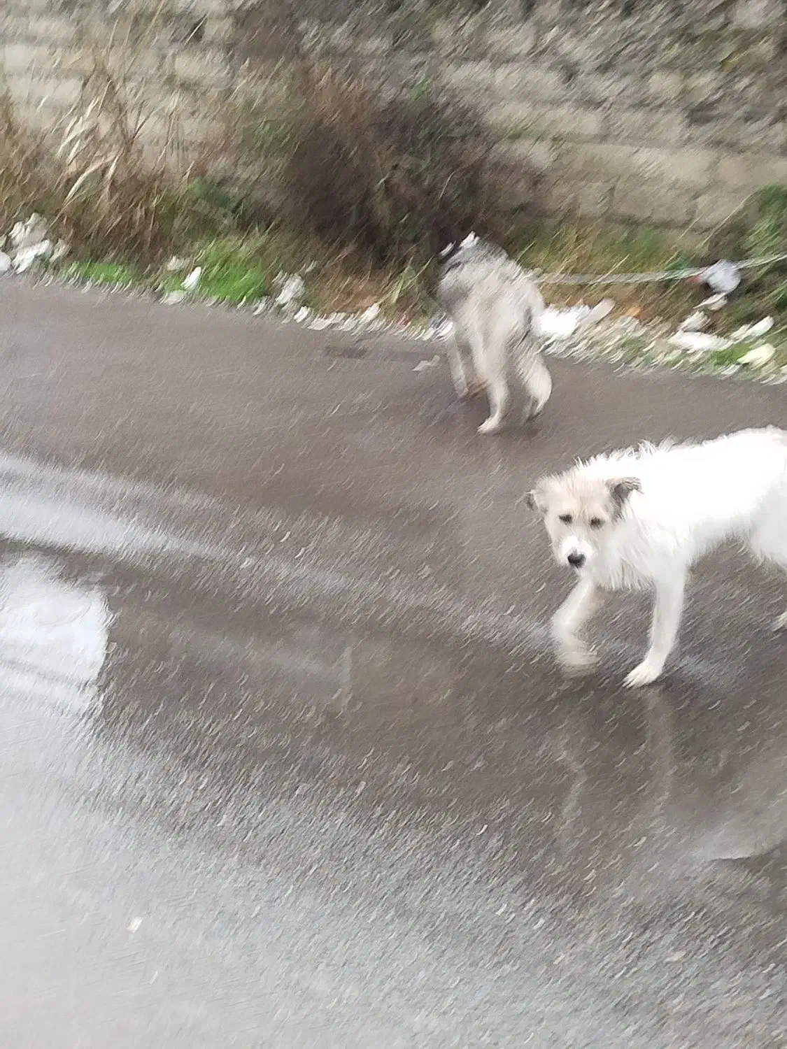 سگ شیتزو تریر|سگ|آستانه اشرفیه, |دیوار