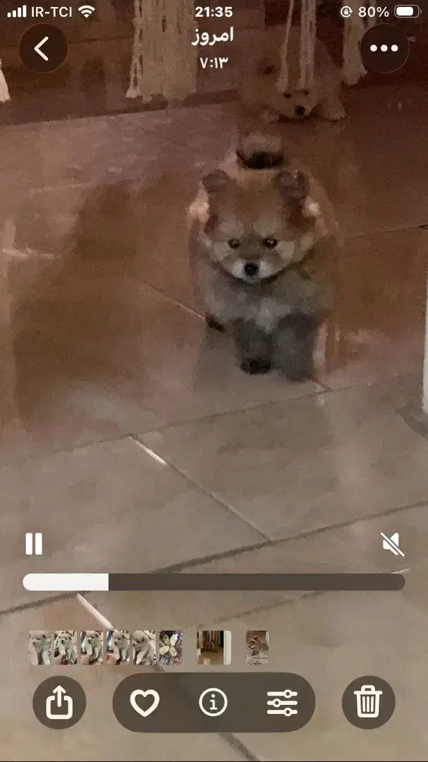 توله پامرانین|سگ|شاهینشهر, خانه کارگر|دیوار