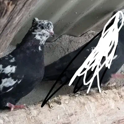 گمشده سرعین|پرنده|سرعین, |دیوار