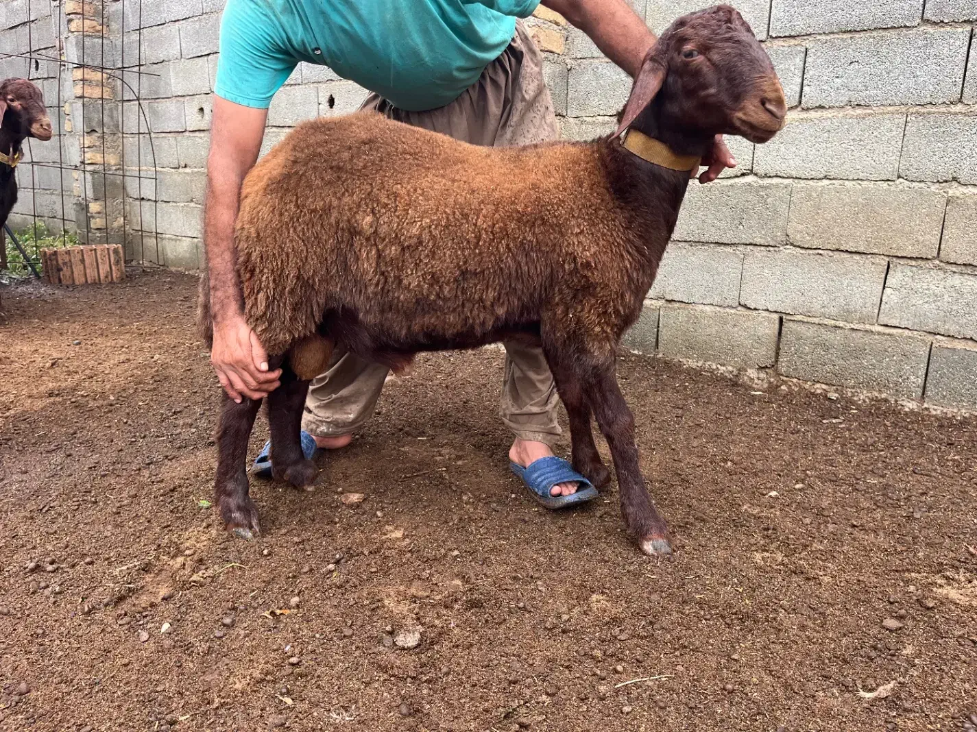 بره قوچ های ژندار افشار همو و هترو|حیوانات مزرعه|گرگان, |دیوار