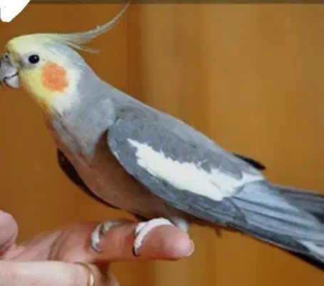 دوعدد عروس هلندی جفت|پرنده|چمران, |دیوار