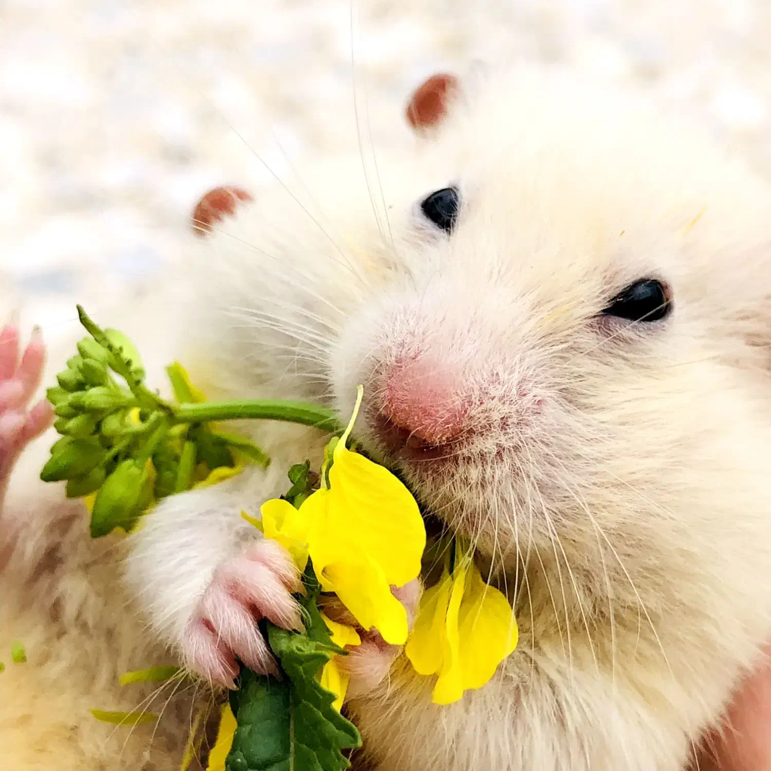 فروش همستر|موش و خرگوش|ساوه, |دیوار