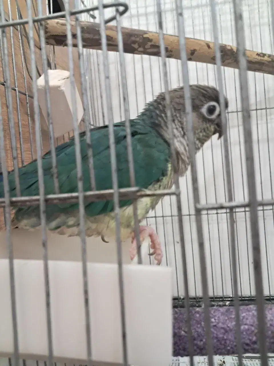 جفت گرینچیک تراکوییس یلوساید بالغ با تست سالم|پرنده|گلستان (تهران), |دیوار