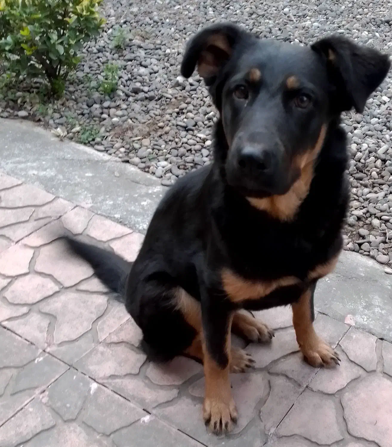 ژرمن ورک( نگهبان، بسیار قدرتمند و باهوش)|سگ|رشت, جانبازان|دیوار