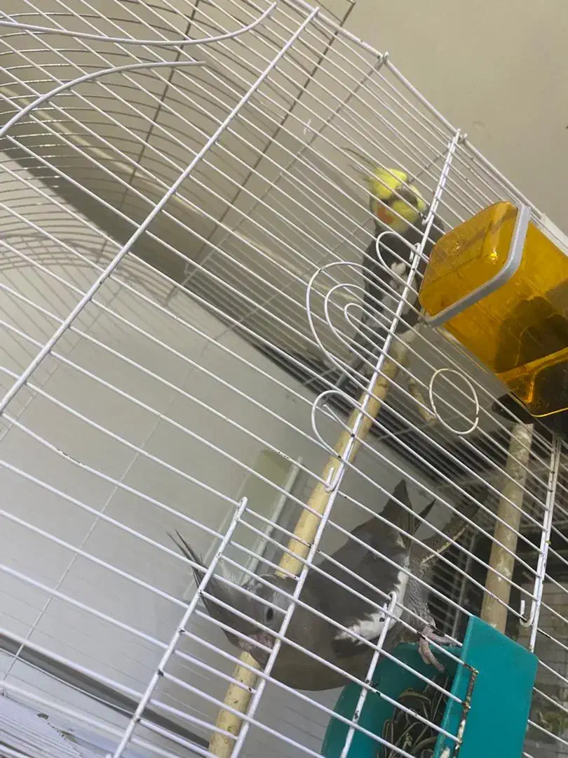 عروس هلندی جفت تخم گذار|پرنده|باقرشهر, |دیوار