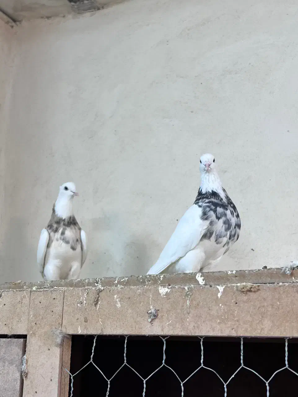 کفتر طوقی هفت رنگ|پرنده|مشهد, هفده شهریور|دیوار