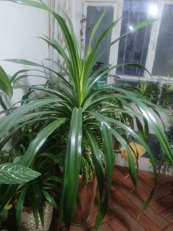 ۲/۰۰۰/۰۰۰|گل و گیاه طبیعی|تربت جام, شهید غلام زاده|دیوار