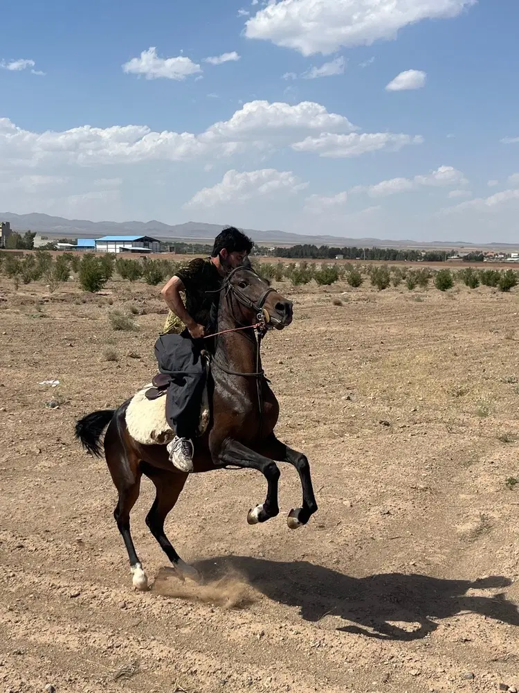 اسب|اسب و تجهیزات اسبسواری|ساوه, |دیوار