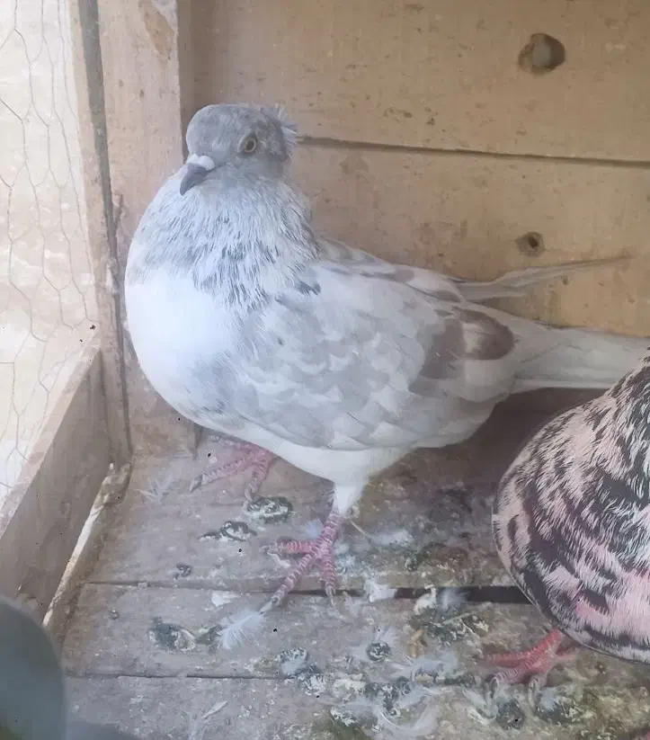 ماده چیل|پرنده|ساوه, |دیوار