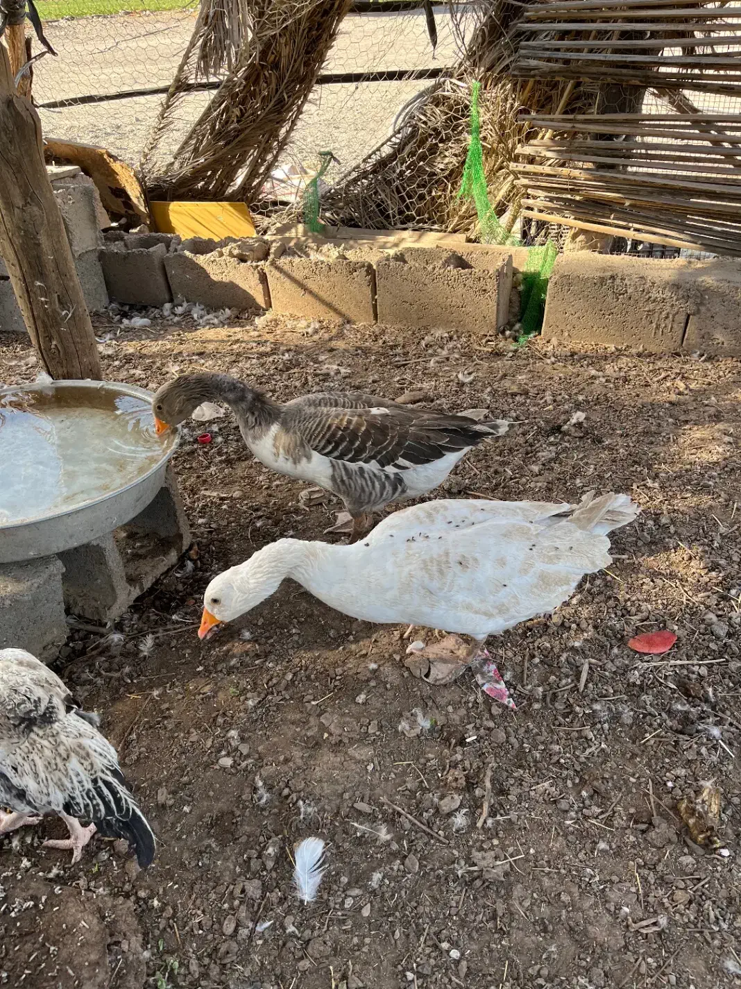 غاز|حیوانات مزرعه|بندرعباس, |دیوار