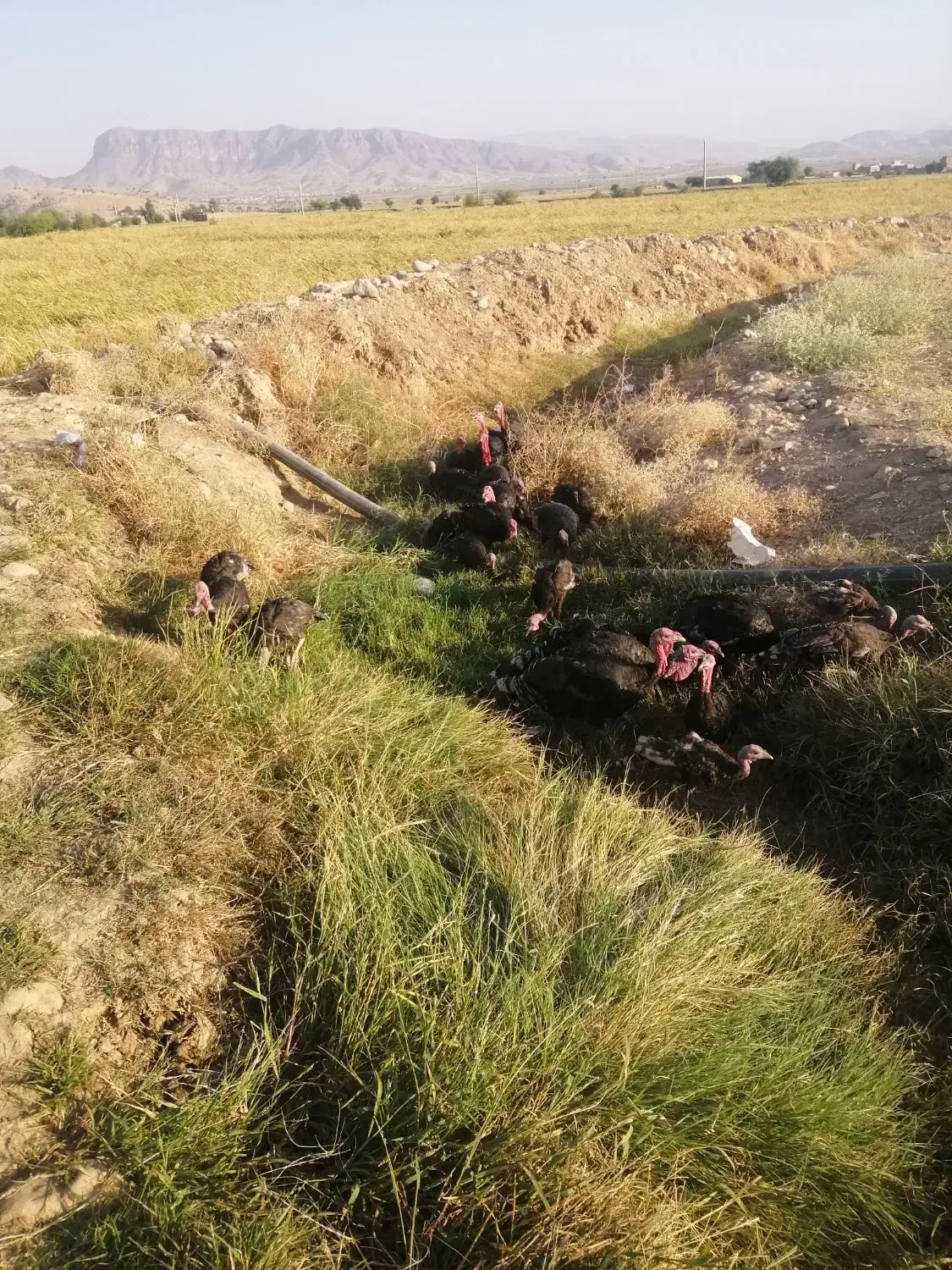 بوقلمون|حیوانات مزرعه|رستم, |دیوار