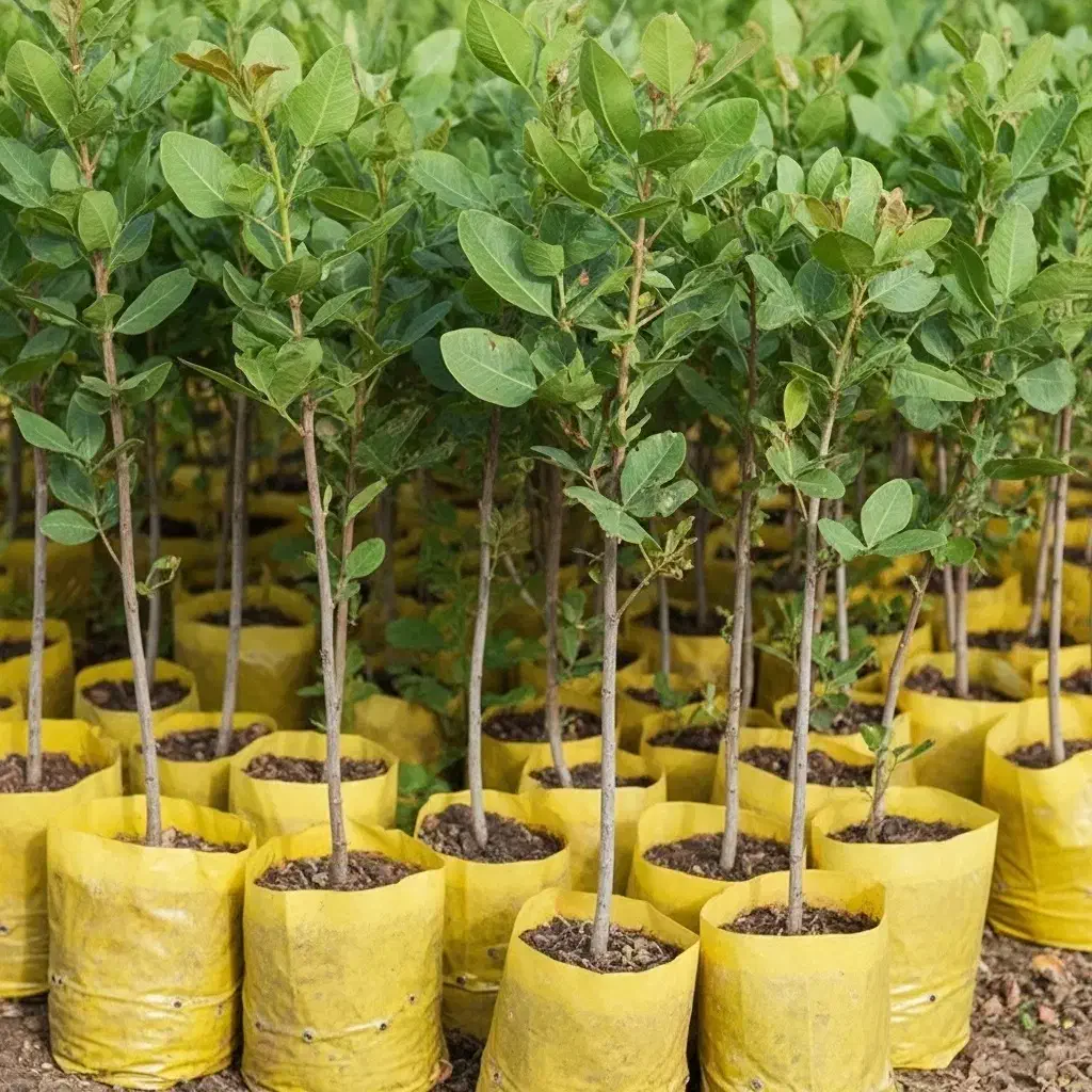 نهال پسته درجه یک با شناسنامه و لیبل + خرید مطمئن|خدمات باغبانی و درختکاری|کرمانشاه, |دیوار