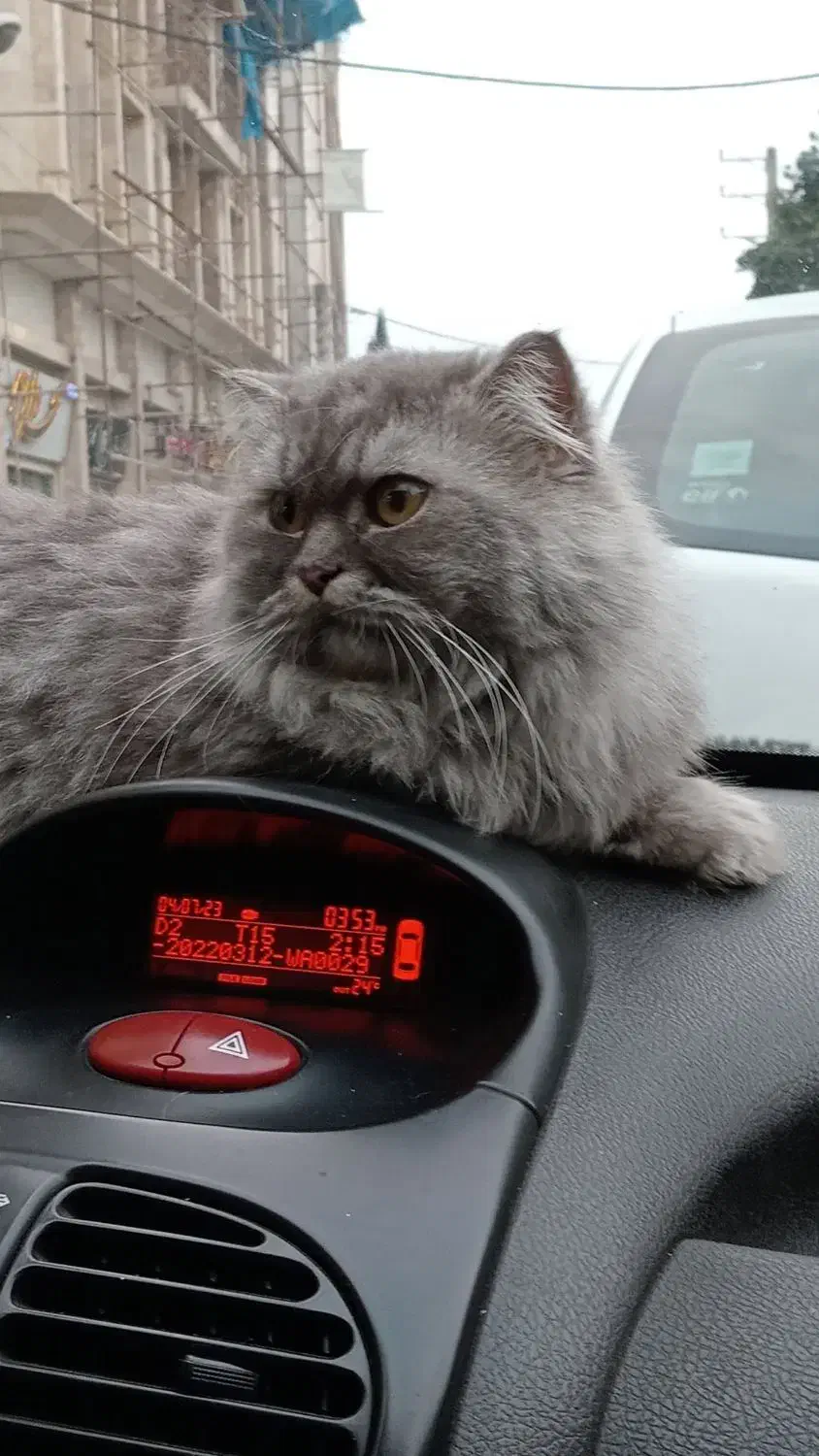 گربه بریتیش و اسکاتیش جفت|گربه|رشت, سعدی (تختی)|دیوار