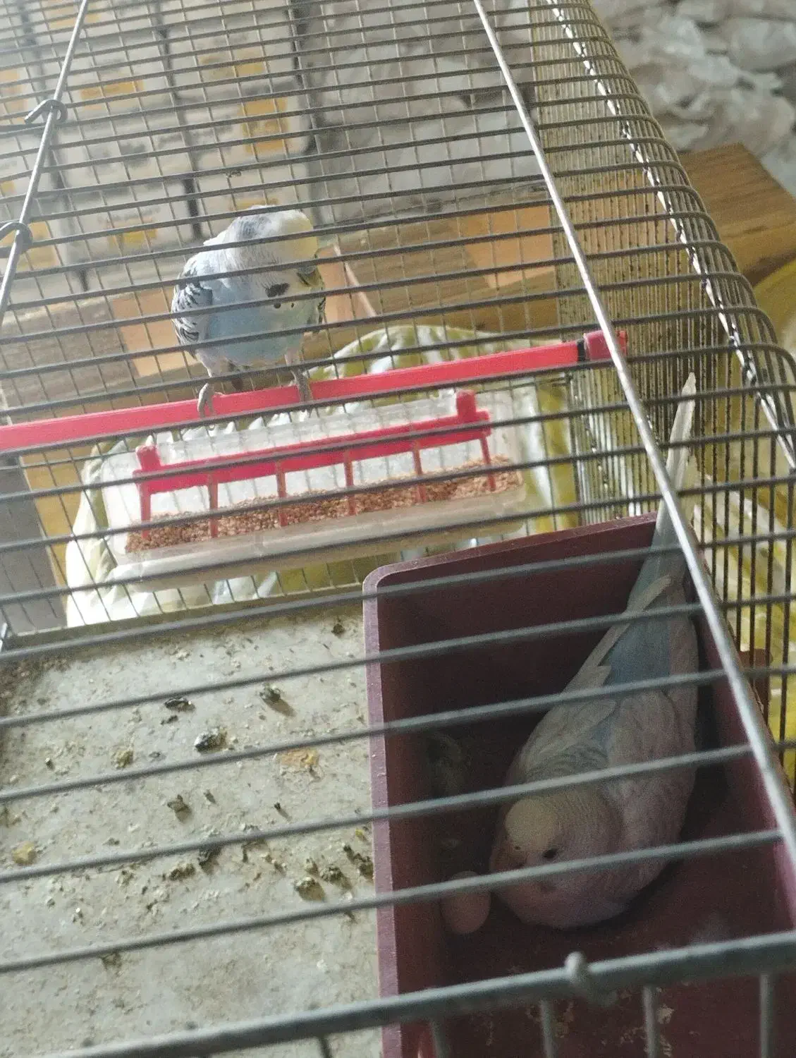 مرغ عشق ، جفتی ، مولد|پرنده|شیراز, شهرک مخابرات|دیوار