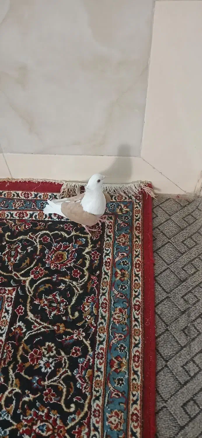 کبوتر دوکت زرد رواعب وکلدار|پرنده|قم, سرحوض|دیوار