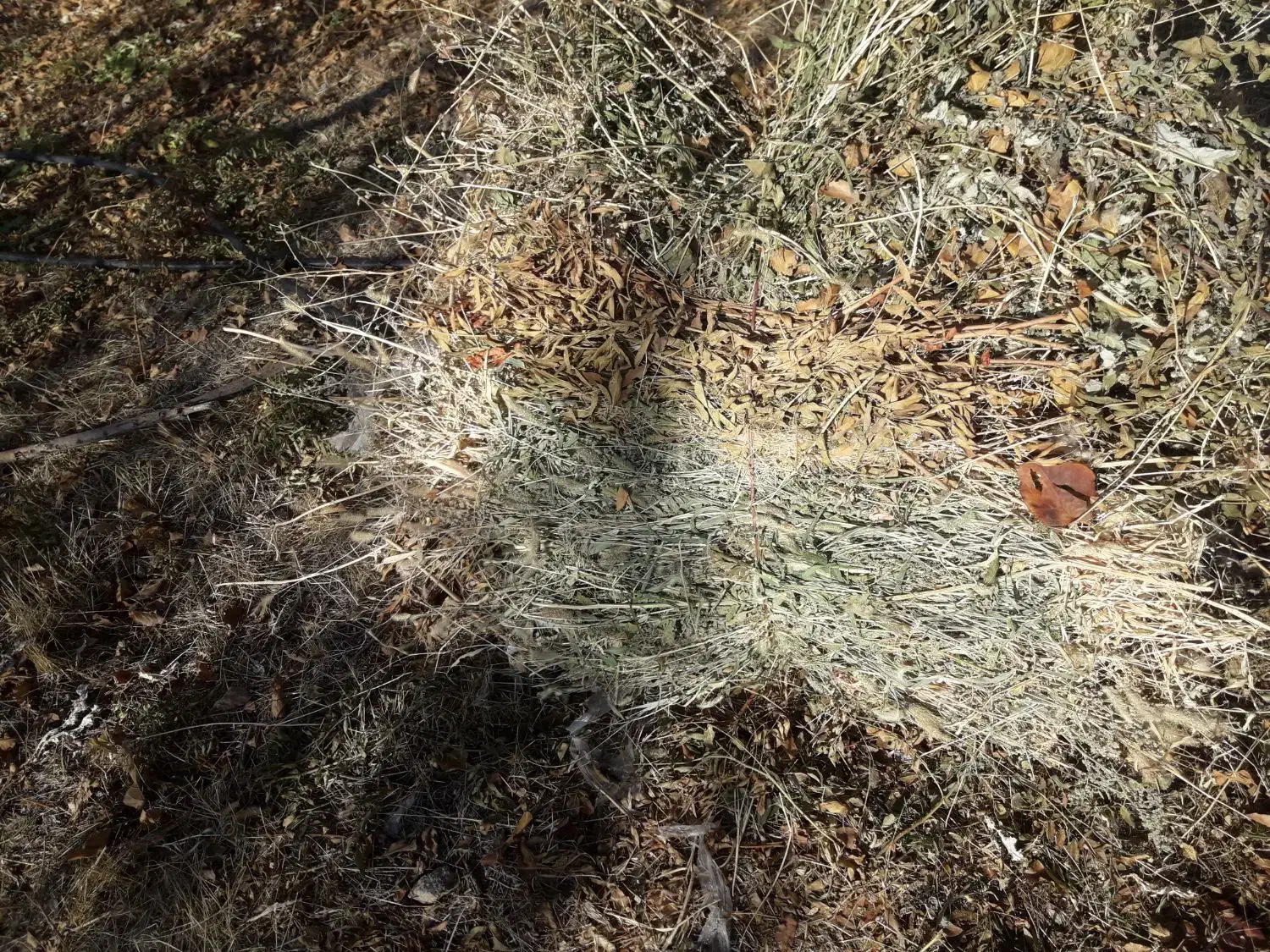 فروش علف برای دام|لوازم جانبی حیوانات|میانه, |دیوار