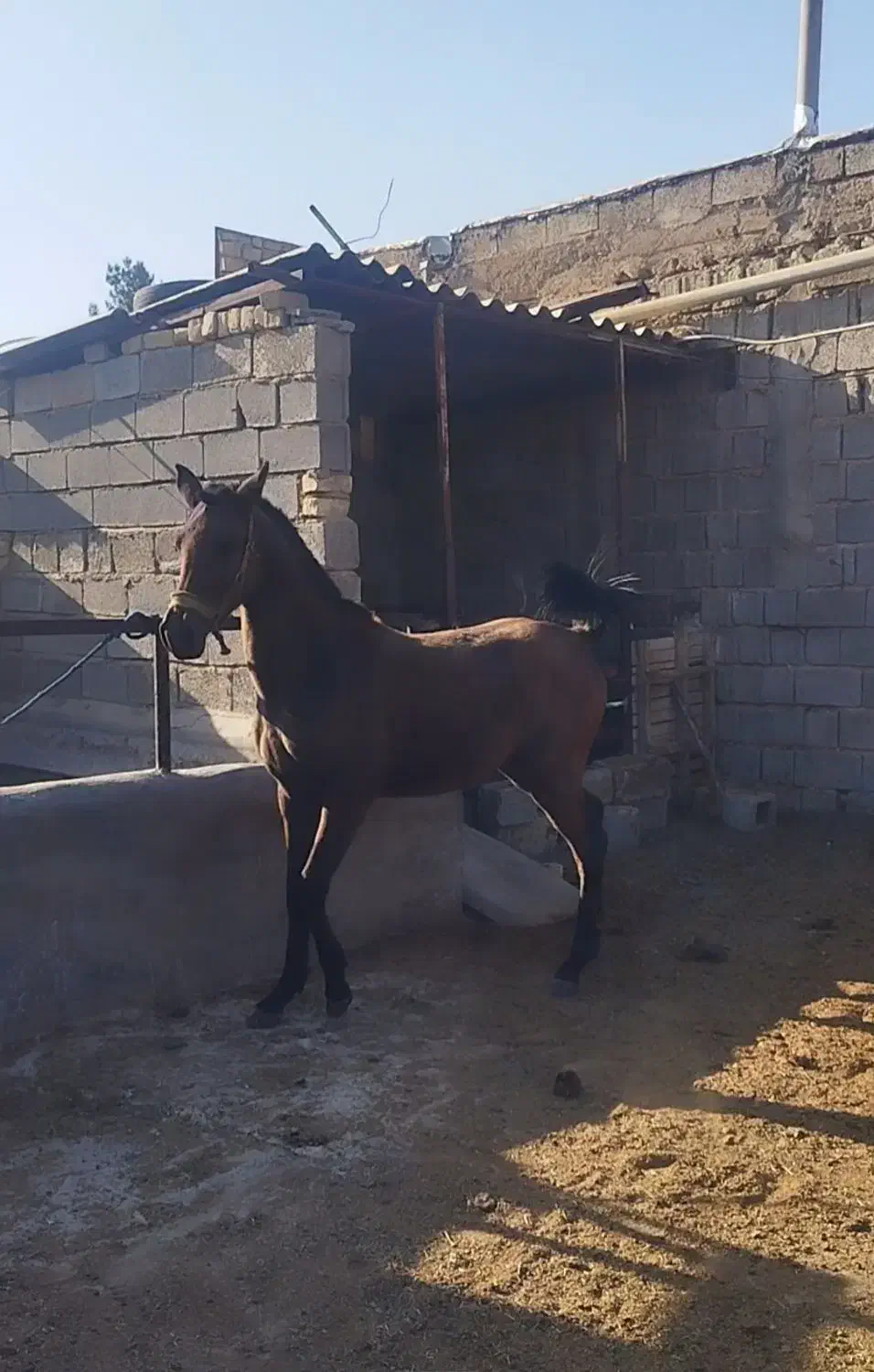 اسب|اسب و تجهیزات اسب‌سواری|شیراز, علی آباد|دیوار