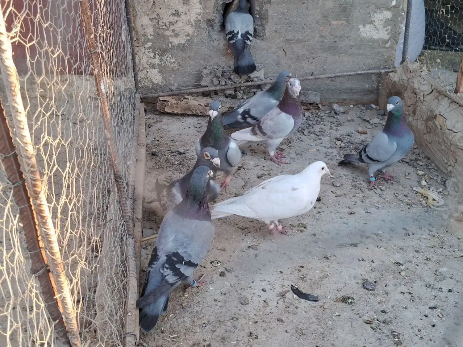 کبوتررنگه|پرنده|زهک, |دیوار